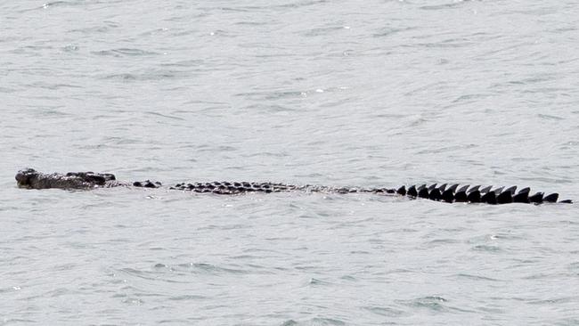 Dolphin Heads resident Louise Smith said she spotted a three-metre crocodile swimming towards Eimeo Beach at noon on Friday May 22.