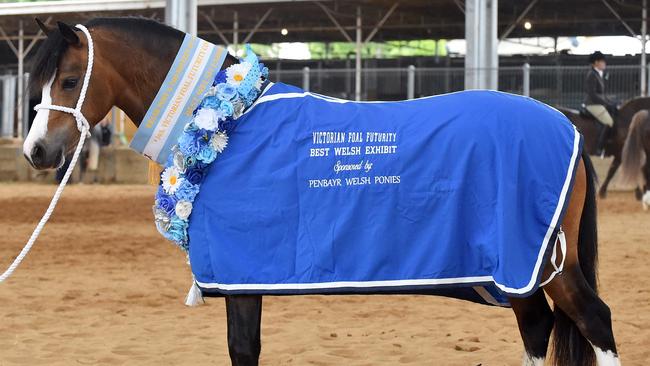 Welsh ponies and cobs show off their finesse at Tatura The Weekly Times