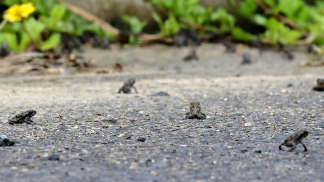 Thousands of tadpoles have hatched and left low-lying water around Smithfield to form big cane toads in waiting. Picture: Brendan Radke