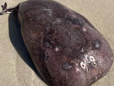 Mystery blob washes up on WA beach. Source: Facebook, Reef Dunn.