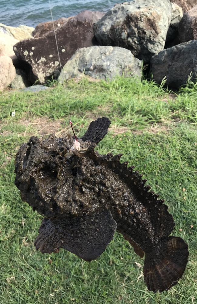 Stonefish venom can be lethal. Picture: Josh Price