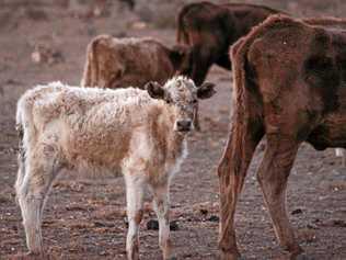 With drought conditions predicted to continue it is important to get the new drought program right. Picture: Marian Faa