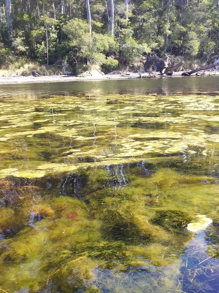 The Tasmanian Independent Science Council says algae is smothering seagrass at Long Bay as a result of salmon farming. Picture: Christine Coughanowr