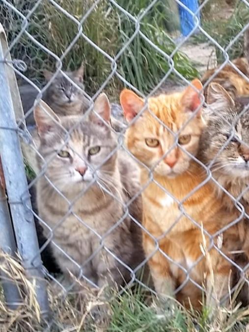 Cats and horses found in Vacy in the Hunter Region.