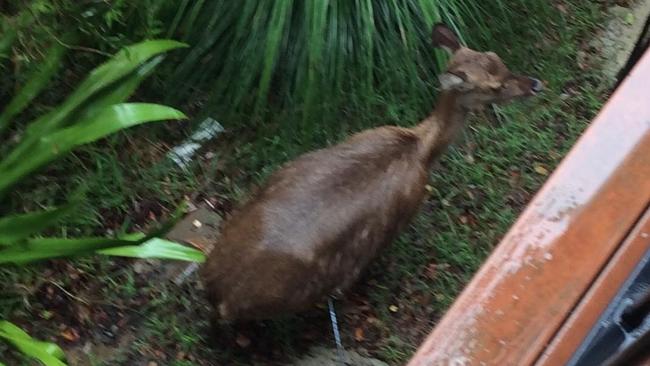 Deer shot in the torso in the Royal National Park at Bundeena. Picture: Sue Zoomer - Supplied