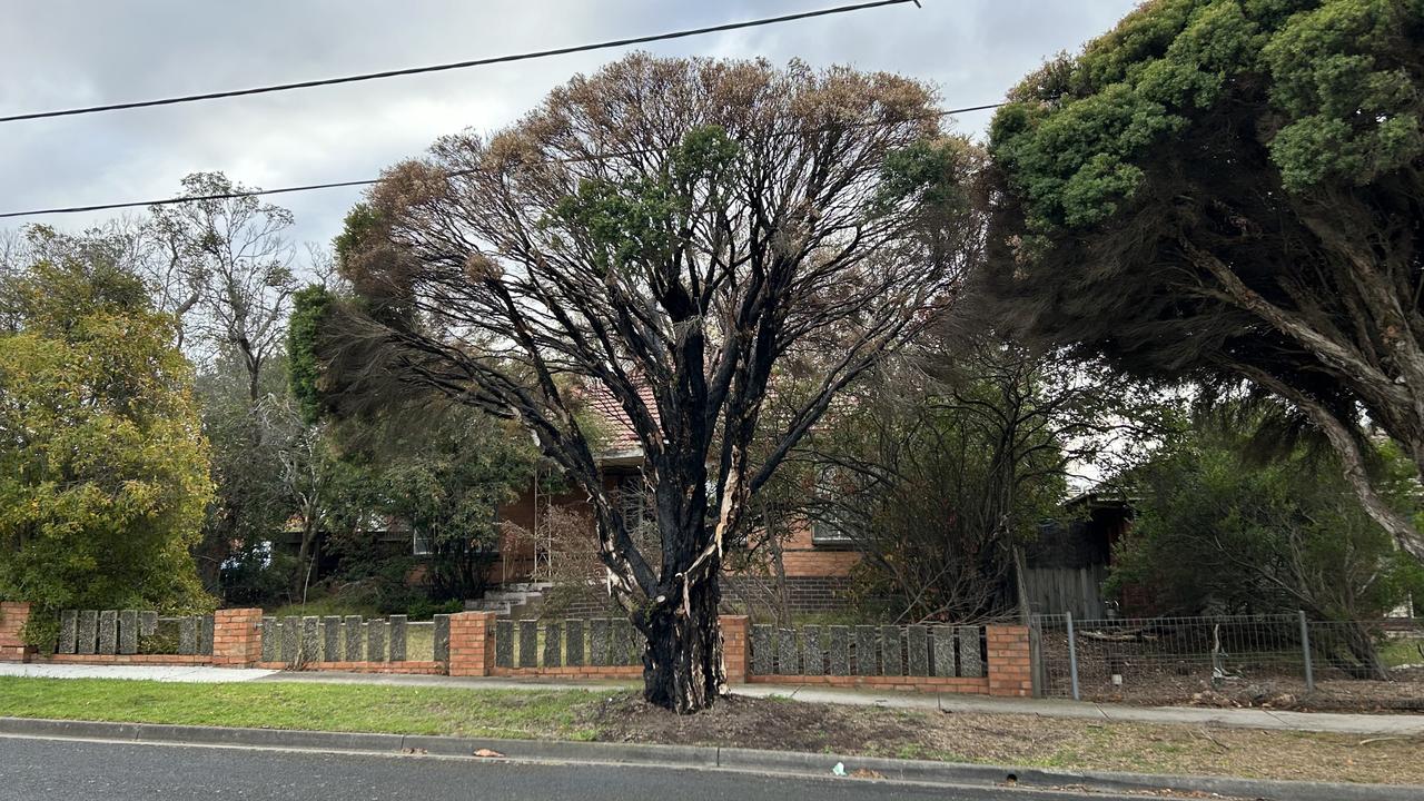 A tree was also torched on Summit Ave (pictured) on Wednesday night. Photo: Brad Fleet.