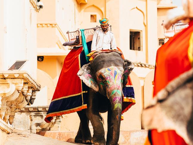 Elephant in the streets of India. Picture: @melissafindley