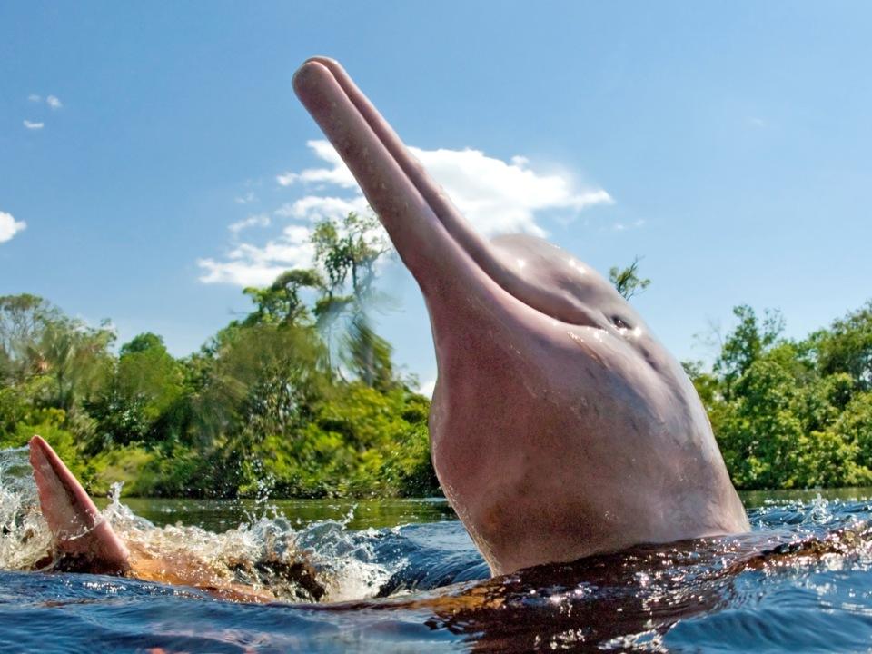 Trapped river dolphins rescued in Bolivia 