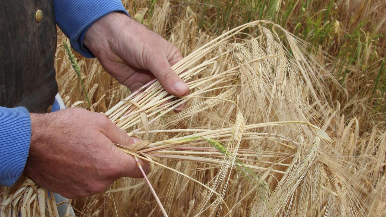 Victoria’s top yielding wheat, canola, barley regions: Murrundindi ...