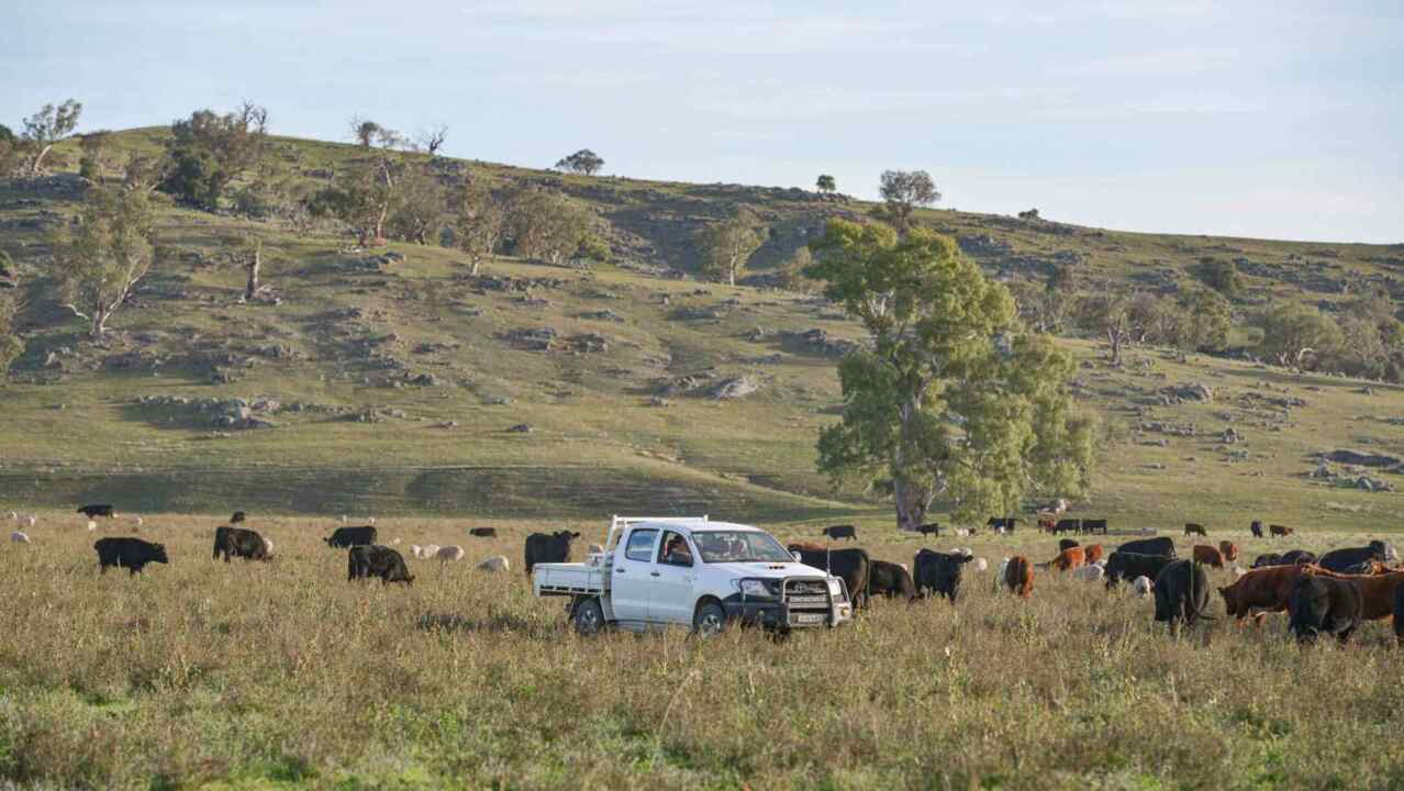 Rural industries thriving but border restrictions forcing them to ‘hobble’