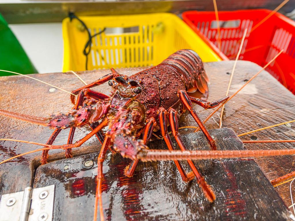 The rock lobsters will be sold for just $20 from the deli section. Picture: Supplied