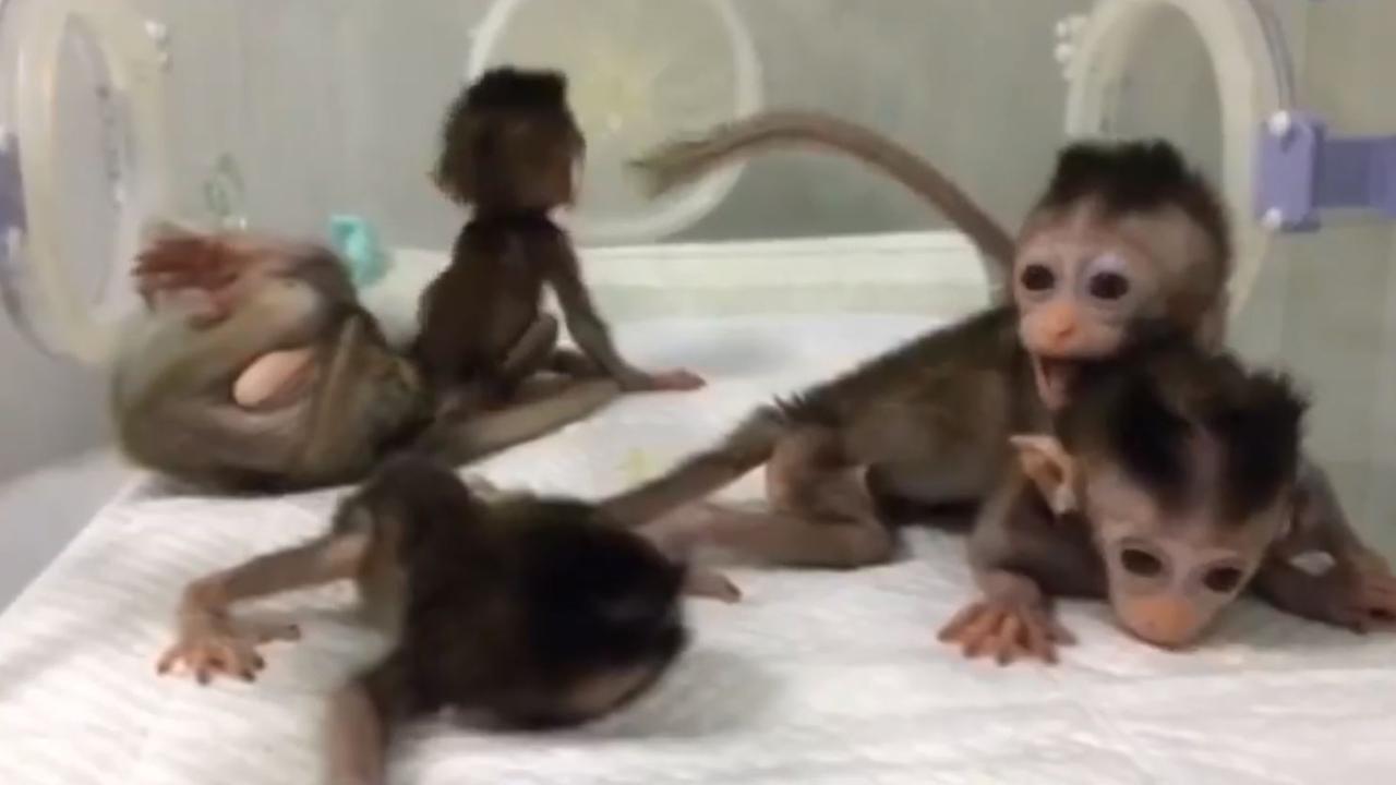 In January 2019 China announced it had successfully cloned five monkeys to observe sleep disorders. Picture: Science China Press