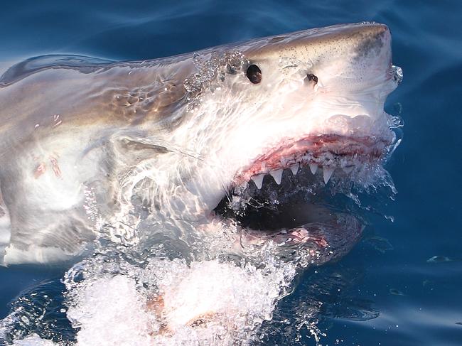 SHARK STOCK -  A 4.5 metre Great White Shark launches from the water to eat a piece of tuna off the coast of Port Lincoln in South Australia. Please see more of my shark photos. Picture: Istock