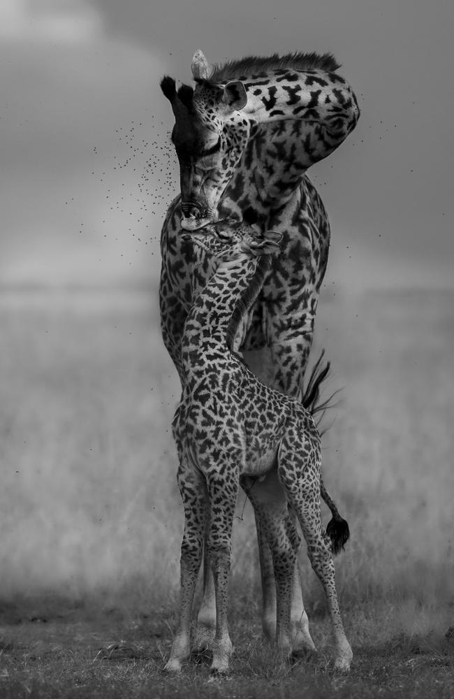 Brazilian photographer Ana Zinger captured the moment a giraffe mother tended to her calf grooming and cleaning her baby in Maasai Mara National Reserve, Kenya. Picture: Ana Zinger Africa Geographic Photographer of the Year 2021