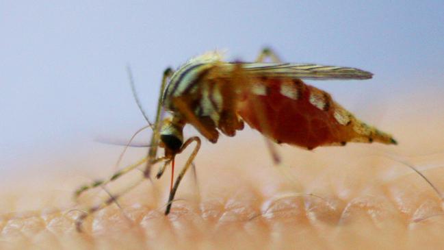 The warm autumn weather has extended the mosquito danger season in the Clarence Valley.