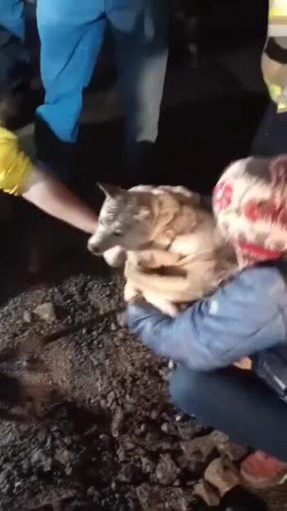 Dog Rescued From Storm Drain After 6-Hour Ordeal