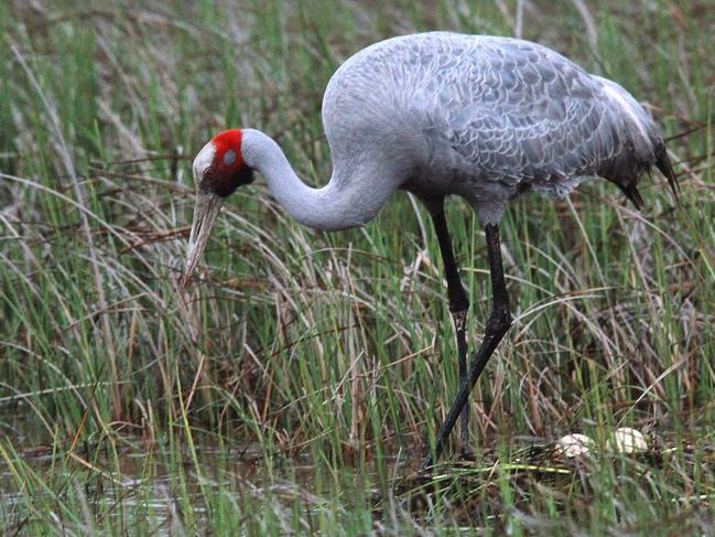 Brolga habitats at Rokewood caused the initial project to be altered.