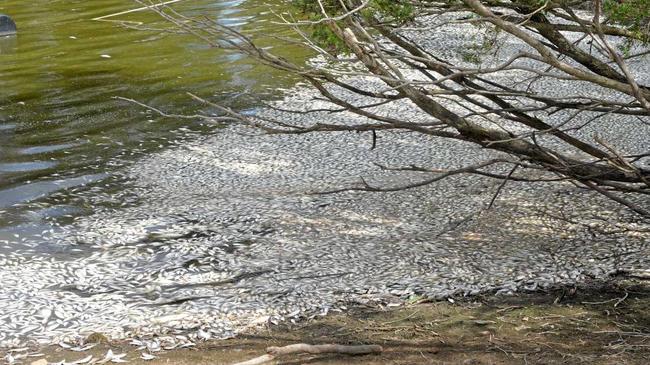 Dead fish line the banks of the pond at the Bundaberg Botanic Gardens. Picture: Geordi Offord