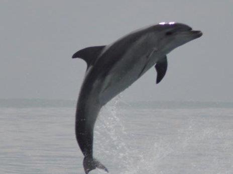 Could dolphins soon be extinct?