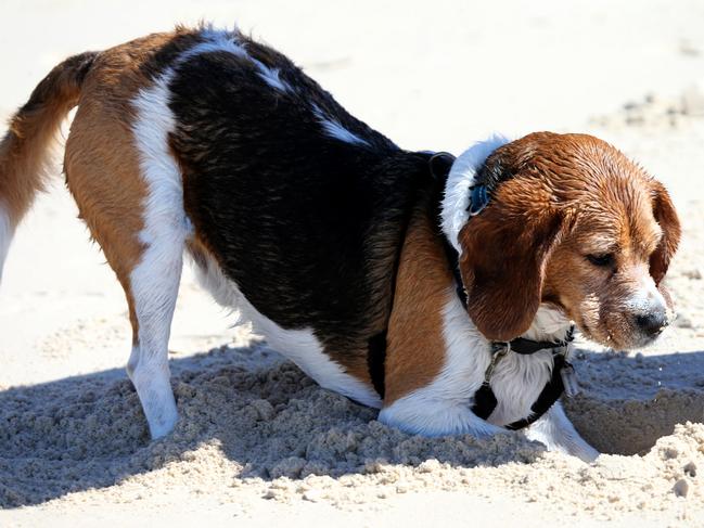 Sammy the Beagle, age 5, of Paradise Point. Picture Mike Batterham