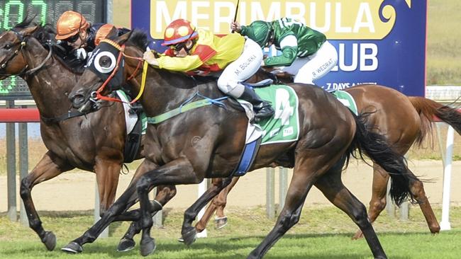 Merc is ready to run a big race when kicks off his campaign in the Narooma Cup. Picture: Bradley Photos