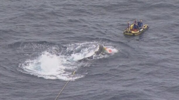 The whale trapped in shark nets. Picture: 9 News Gold Coast/Twitter