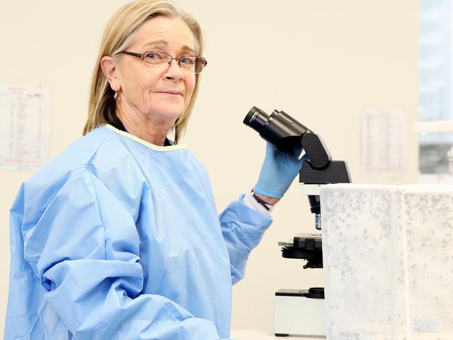 Scientist Merilyn Geary at Westmead Hospital which is the only facility in Australia that breeds maggots for medical use. Picture: Tim Hunter.