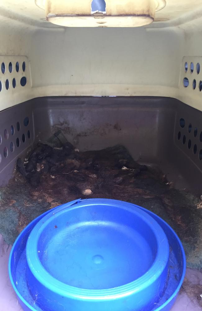 The cat carrier Bear was kept in was full of animal waste. PHOTO: SUPPLIED RSPCA