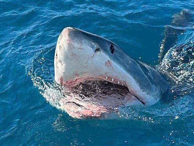 Izzy Sesto caught her first Tuna of the coast of Cape Jaffa , only to have a great white shark take half of it  . Picture: @isabella.sesto/ Instagram