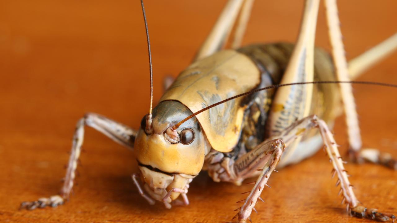 The crickets have been wreaking havoc. Picture: iStock