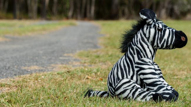 Truck driver Mark bought a toy zebra like the one he saw on the day of a fatal accident at Kumbia where the McLeod family died. Photo Paul Beutel.