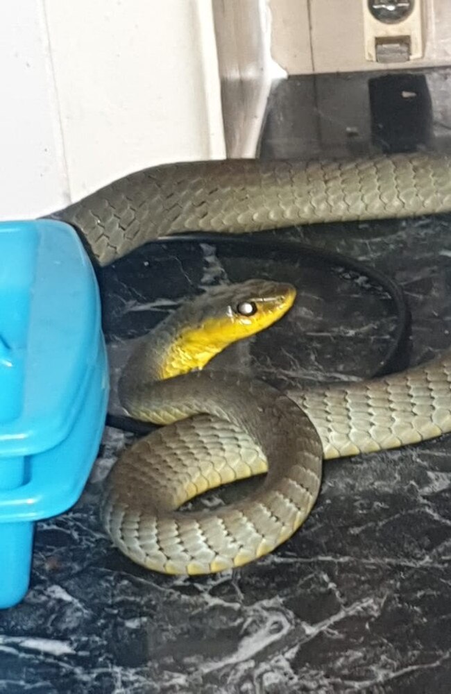 Common Tree Snake from Brightview on October 14. Picture: Chris Jennings Lockyer Valley Snake Catcher/FB