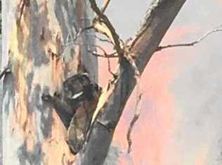 A koala up a burning tree at the Border Trail fire at Woodenbong where the Bonalbo RFS extinguished the fire at the base and a photo was taken by fire captain.