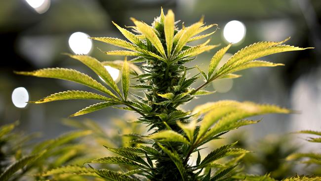 A marijuana plant at a supplier for a medical marijuana producer. Picture: AFP