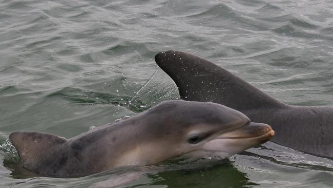 Baby Holly with her mother Ripple, before she was found dead last month. Picture: Marianna Boorman.