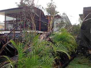 North Booval. Next door's gum tree has fallen on our house. Picture: Kelly Dawson