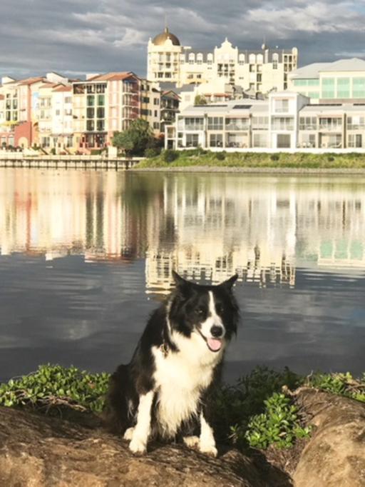 JACK: The Gold Coast is a beautiful backyard for morning walks as Jack finds at Emerald Lakes.