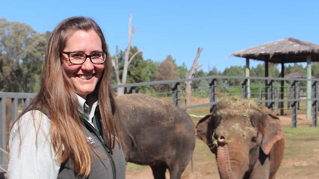 Elephant breeding: Zoo develops plan to ease a complicated business ...