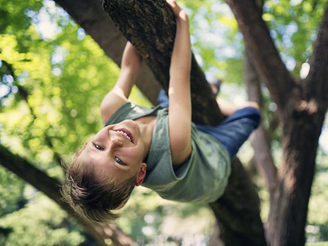 Sorry kids – no climbing trees on Supreme Court property. Picture: iStock