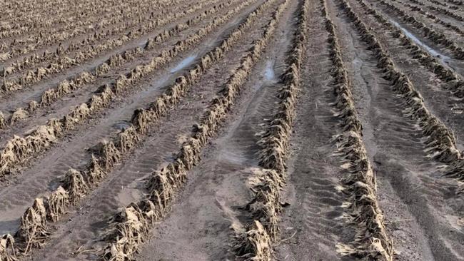 Soybean crops have been washed away in northern NSW. Picture: Supplied