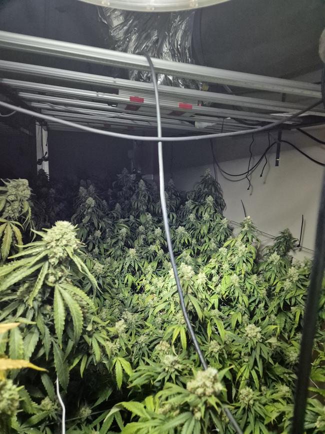 Some of the weed found during the raids in Adelaide’s western suburbs. Picture: SA Police,