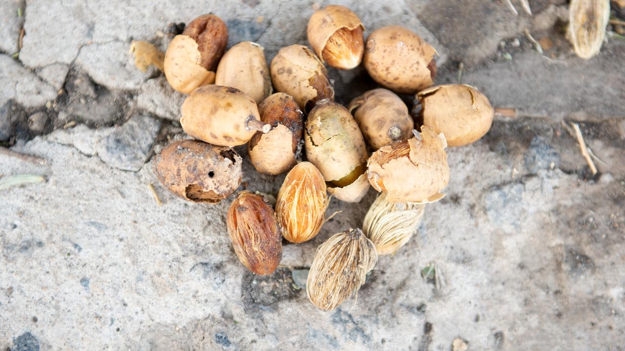 The fruit of the Balanites tree is a vital source of food for people. Picture: Plan International