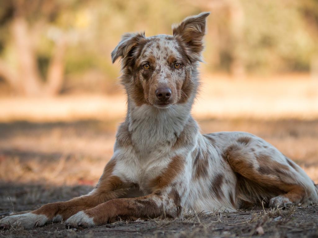 Kelpie clearance x koolie