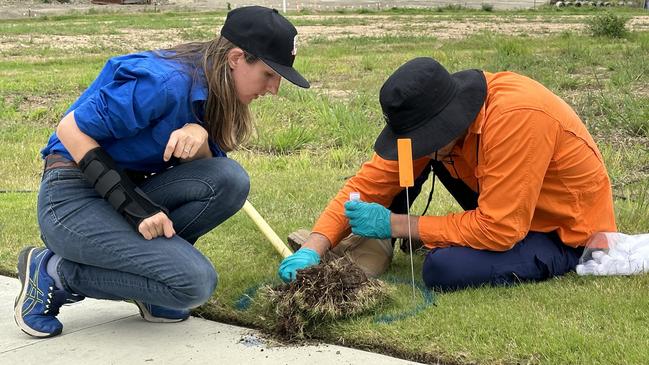 NSW DPI Project Officer Invasive Invertebrates Pauline Lenancker and National Fire Ant Eradication Program Direct Nest Injection Technician Jarred Nielsen treat one of the fire ant nests. Picture: Supplied