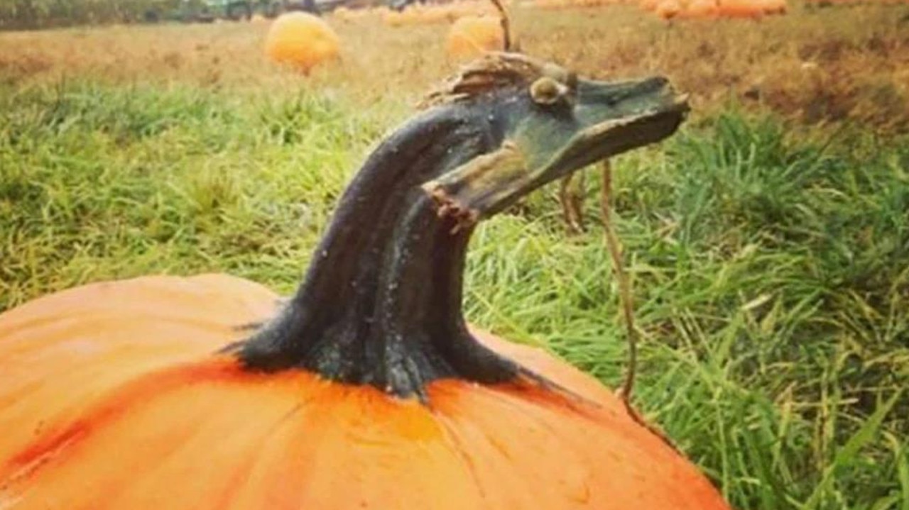 Is that a pumpkin? Or a duck? Or a dragon? Or a dragon disguised as a pumpkin? Picture: splitpics.uk
