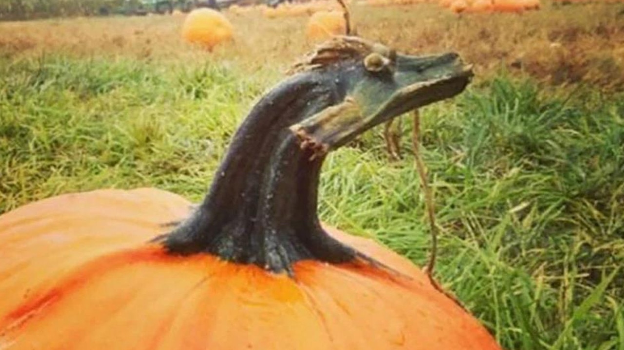 Is that a pumpkin? Or a dragon? Or a dragon disguised as a pumpkin? Picture: splitpics.uk