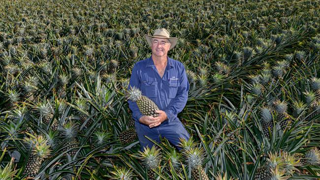 Pineapple grower John Steemson of Littabella Pines. Picture: Paul Beutel