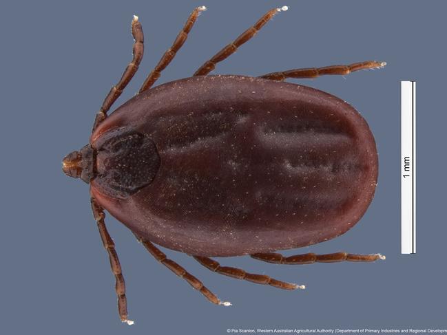 Rhipicephalus sanguineus or commonly known as the 'brown dog tick' can carry dangerous diseases for dogs. Picture: Department of Primary Industries and Regional Development WA.