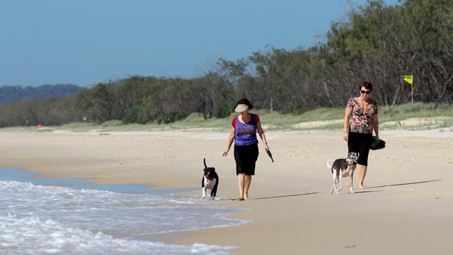 Dog owners walk their pet dogs along South Kingscliff Beach. Photo: Nathan Edwards