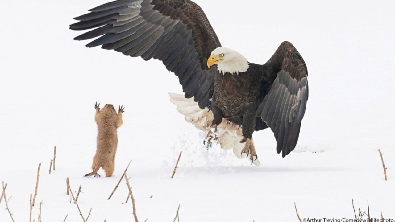 An eagle appeared to get quite a fright from a much smaller creature in the snow. Picture: Comedy Wildlife Awards